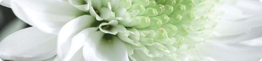 Close-up of flower white petals and a light green center